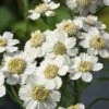 Sneeuwbal Plantje (Achillea Ptarmica) D 9 H 10 Cm -Tuin Planten Winkel 8713469810753