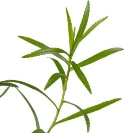 Sneeuwbal Plantje (Achillea Ptarmica) D 9 H 10 Cm 7 Sneeuwbal Plantje (Achillea Ptarmica) D 9 H 10 Cm -Tuin Planten Winkel 8713469810753 2