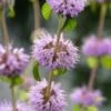 Dwergwatermunt (Mentha Pulegium) D 9 H 20 Cm 2 Dwergwatermunt (Mentha Pulegium) D 9 H 20 Cm -Tuin Planten Winkel 8713469814140