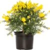 Kamerbrem (Cystisus Racemosus) D 17 H 40 Cm -Tuin Planten Winkel 8713626072864 2