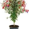 Bellenplant Op Stam (Fuchsia) D 17 H 65 Cm -Tuin Planten Winkel 8713626098482 1