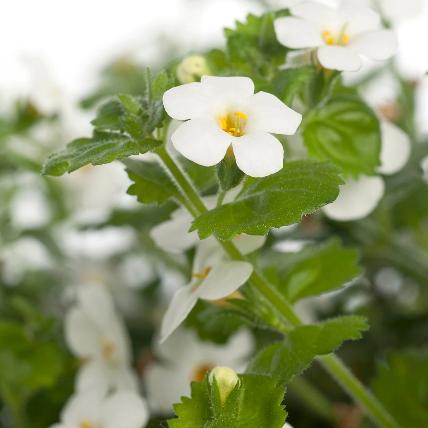 Tapijtbloem (Sutera Cordata) D 17 H 25 Cm 4 Tapijtbloem (Sutera Cordata) D 17 H 25 Cm - Afbeelding 2