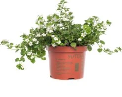 Tapijtbloem (Sutera Cordata) D 17 H 25 Cm