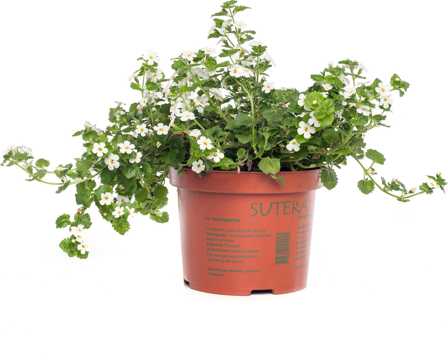 Tapijtbloem (Sutera Cordata) D 17 H 25 Cm 3 Tapijtbloem (Sutera Cordata) D 17 H 25 Cm