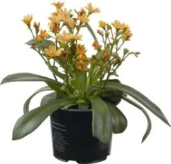 Bitterkruid (Lewisia Cotyledon 'Mountain Dreams') D 10,5 H 15 Cm