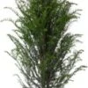Taxus (Taxus Baccata) D 21 H 50 Cm -Tuin Planten Winkel 8716123127976 1