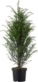 Taxus (Taxus Baccata) D 21 H 50 Cm