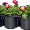 Madeliefje (Bellis Perennis 'Bella Daisy Rose') Sixpack D 9 H 12 Cm 2 Madeliefje (Bellis Perennis 'Bella Daisy Rose') Sixpack D 9 H 12 Cm -Tuin Planten Winkel 8717191020152 4