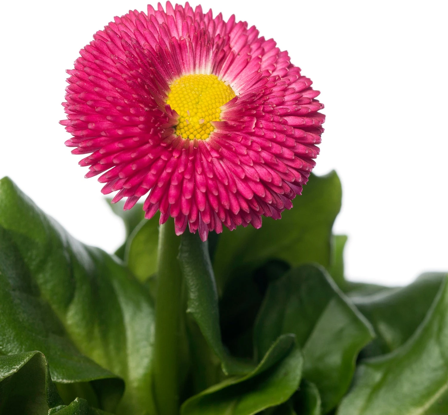 Madeliefje (Bellis Perennis 'Bella Daisy Rose') Sixpack D 9 H 12 Cm 4 Madeliefje (Bellis Perennis 'Bella Daisy Rose') Sixpack D 9 H 12 Cm - Afbeelding 2