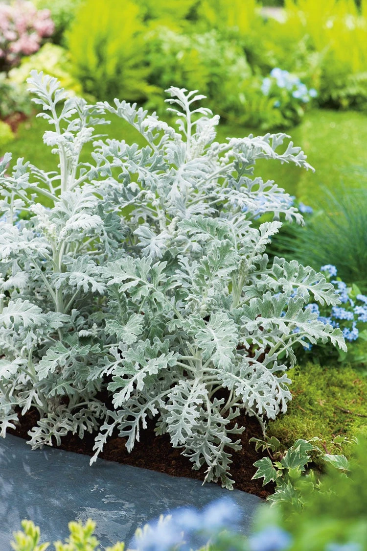 Kruiskruid (Senecio Maritima) Sixpack D 9 H 10 Cm 3 Kruiskruid (Senecio Maritima) Sixpack D 9 H 10 Cm