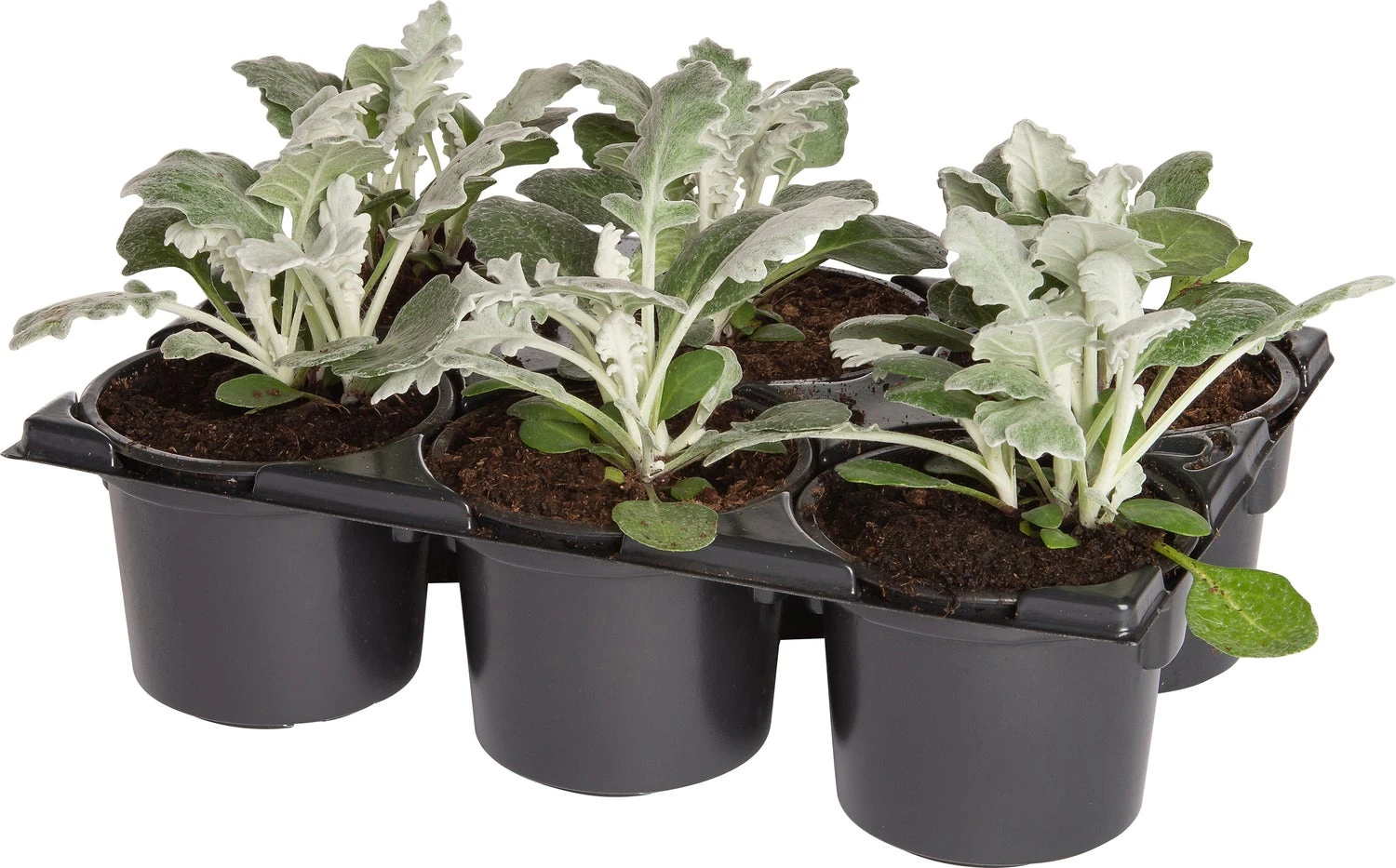 Kruiskruid (Senecio Maritima) Sixpack D 9 H 10 Cm 4 Kruiskruid (Senecio Maritima) Sixpack D 9 H 10 Cm - Afbeelding 2