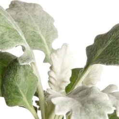 Kruiskruid (Senecio Maritima) Sixpack D 9 H 10 Cm 7 Kruiskruid (Senecio Maritima) Sixpack D 9 H 10 Cm -Tuin Planten Winkel 8717191021357 2