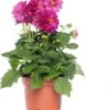 Dahlia Mix (Dahlia) D 23 H 45 Cm 1 Dahlia Mix (Dahlia) D 23 H 45 Cm -Tuin Planten Winkel 8717191022040 2 1