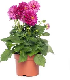 Dahlia Mix (Dahlia) D 23 H 45 Cm