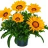 Middaggoud (Gazania 'Gazoo Formula') D 23 H 35 Cm 2 Middaggoud (Gazania 'Gazoo Formula') D 23 H 35 Cm -Tuin Planten Winkel 8717191023757 1