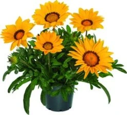 Middaggoud (Gazania 'Gazoo Formula') D 23 H 35 Cm