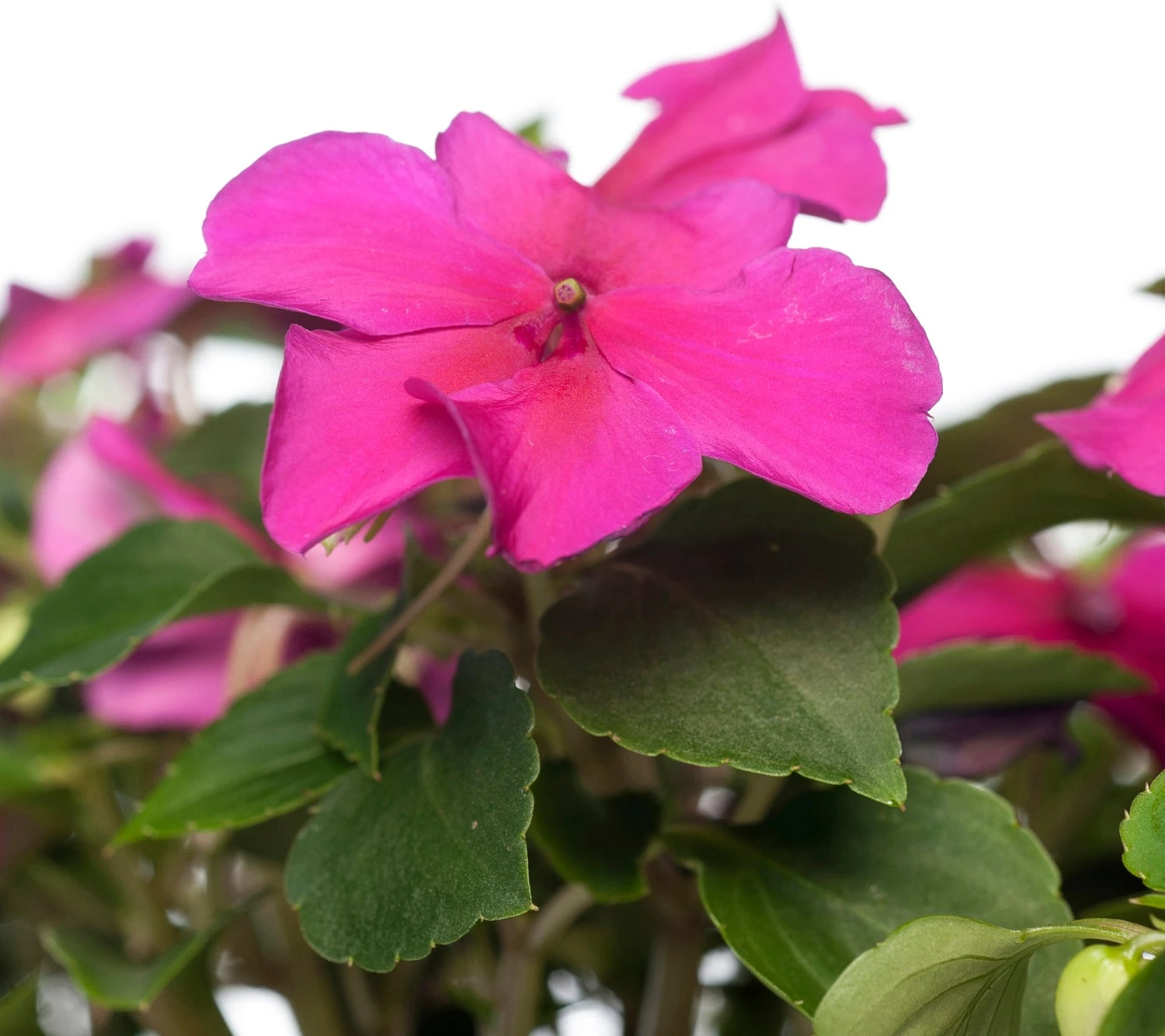 Vlijtig Liesje (Impatiens Walleriana) D 9 H 10 Cm 4 Vlijtig Liesje (Impatiens Walleriana) D 9 H 10 Cm - Afbeelding 2