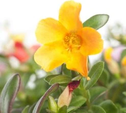 Portulak (Portulaca) D 27 H 25 Cm 6 Portulak (Portulaca) D 27 H 25 Cm -Tuin Planten Winkel 8717191032124 1 1