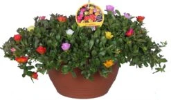 Portulak (Portulaca) D 27 H 25 Cm 7 Portulak (Portulaca) D 27 H 25 Cm -Tuin Planten Winkel 8717191032124 2