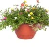 Portulak (Portulaca) D 27 H 25 Cm -Tuin Planten Winkel 8717191032124 2 1
