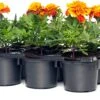 Afrikaantje (Tagetes Patula 'Bonanza Flame & Bee') D 9 H 15 Cm -Tuin Planten Winkel 8717191033220 3