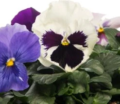 Viooltjes (Viola Cornuta) D 9 Cm 8 Viooltjes (Viola Cornuta) D 9 Cm -Tuin Planten Winkel 8717191037181 5