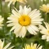 Margriet (Leucanthemum Maxinum 'Broadway Lights') D 11 H 80 Cm 1 Margriet (Leucanthemum Maxinum 'Broadway Lights') D 11 H 80 Cm -Tuin Planten Winkel 8717191091305
