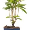 Koninginnekruid (Eupatorium Dubium 'Little Joe') D 11 H 70 Cm -Tuin Planten Winkel 8717191263450