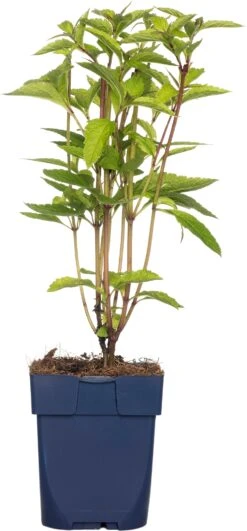 Koninginnekruid (Eupatorium Dubium 'Little Joe') D 11 H 70 Cm