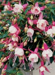 Bellenplant (Fuchsia 'Patio Princess') D 11 H 50 Cm