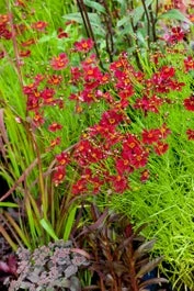 Meisjesogen (Coreopsis Verticillata 'Ruby Red') D 11 H 50 Cm