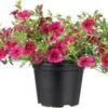 Minipetunia (Calibrachoa) D 13 H 20 Cm -Tuin Planten Winkel 8717191278140 2