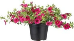 Minipetunia (Calibrachoa) D 13 H 20 Cm