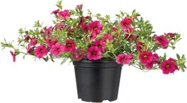 Minipetunia (Calibrachoa) D 13 H 20 Cm 3 Minipetunia (Calibrachoa) D 13 H 20 Cm