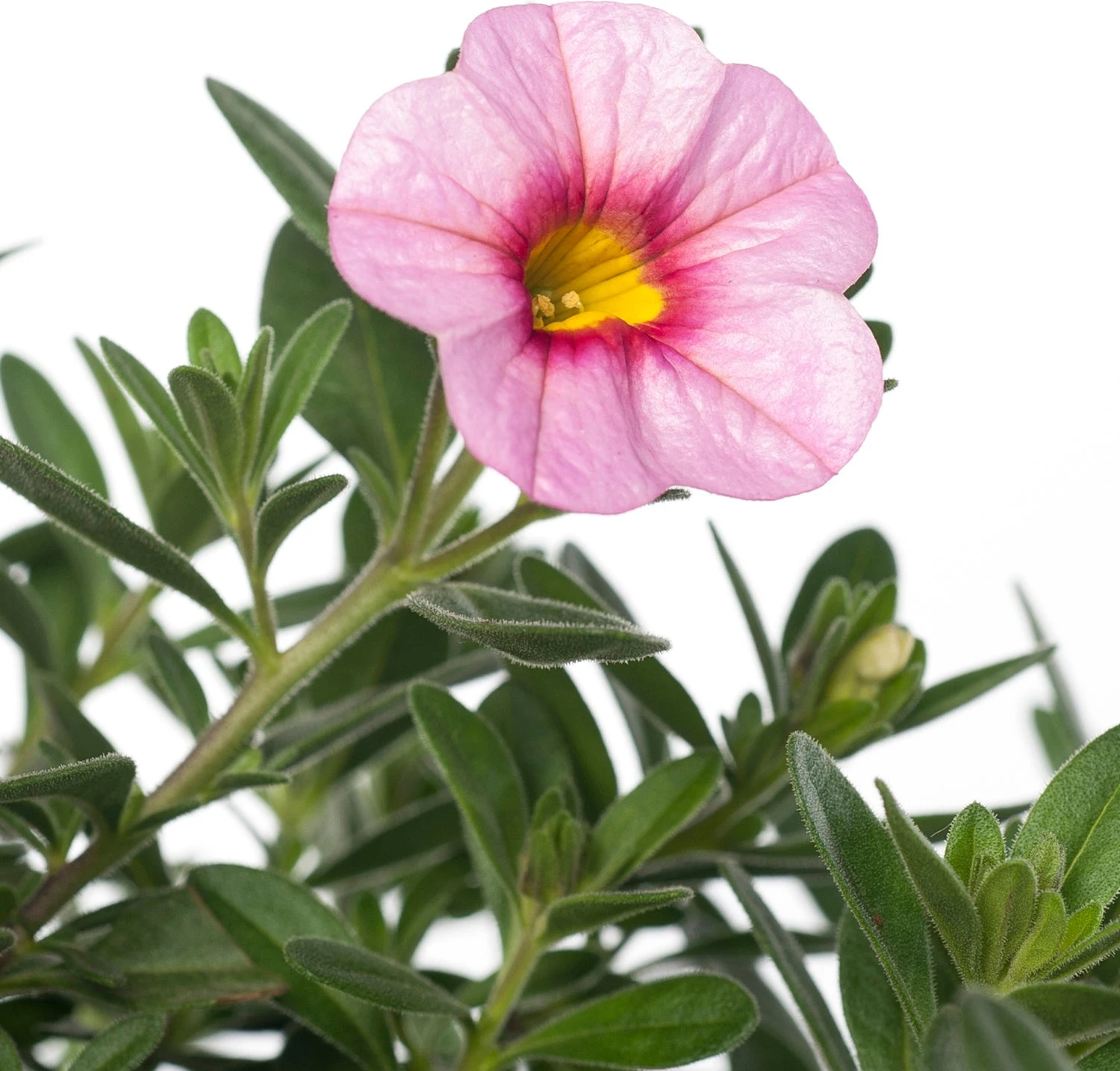 Minipetunia (Calibrachoa) D 17 H 25 Cm 4 Minipetunia (Calibrachoa) D 17 H 25 Cm - Afbeelding 2