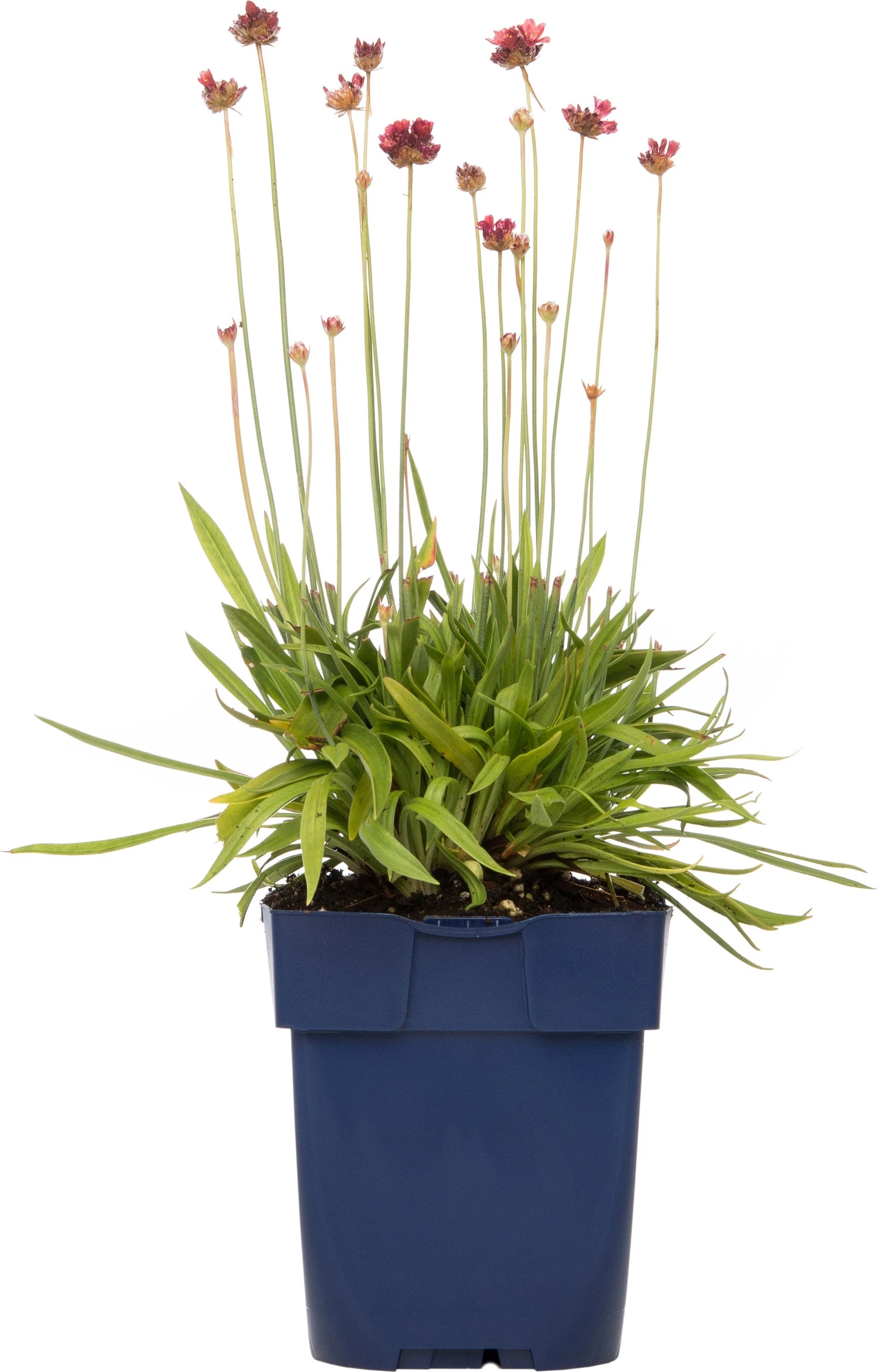 Engels Gras (Armeria Pseudarmeria 'Ballerina Red') D 11 H 10 Cm 3 Engels Gras (Armeria Pseudarmeria 'Ballerina Red') D 11 H 10 Cm