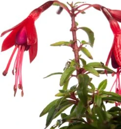 Tuin Planten Winkel -Tuin Planten Winkel 8717191403078 2