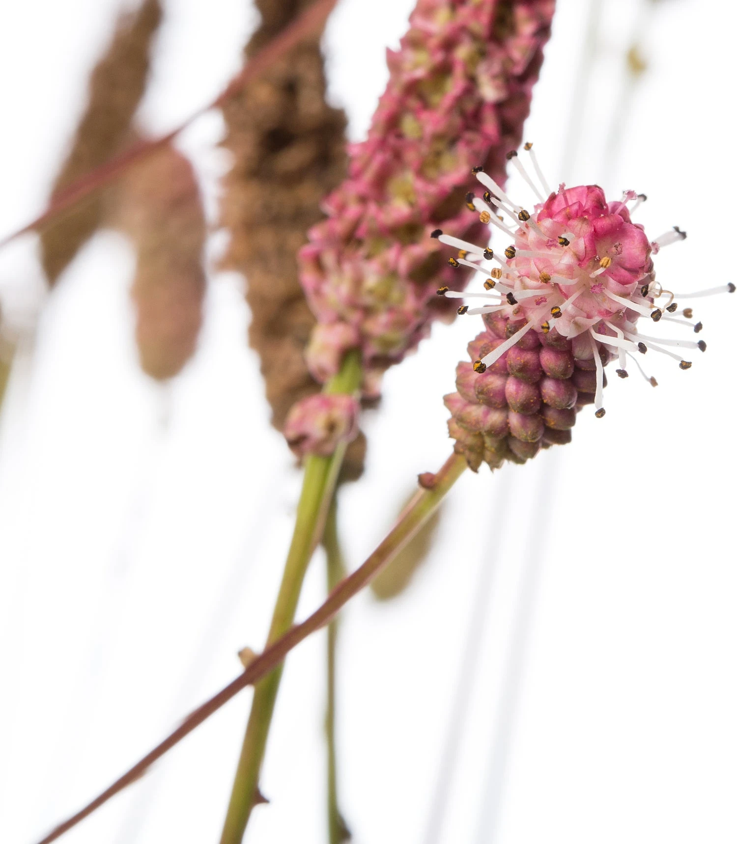 Pimpernel (Sanguisorba Officinalis 'Pink Tanna') D 11 H 10 Cm 4 Pimpernel (Sanguisorba Officinalis 'Pink Tanna') D 11 H 10 Cm - Afbeelding 2