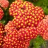 Duizendblad (Achillea Millefolium 'Desred') D 11 H 30 Cm -Tuin Planten Winkel 8717191403528