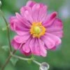 Herfstanemoon (Anemone Hybride 'Margarete') D 23 Cm 1 Herfstanemoon (Anemone Hybride 'Margarete') D 23 Cm -Tuin Planten Winkel 8717191409223