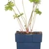 Ooievaarsbek (Geranium 'Baby Blue') D 11 H 10 Cm -Tuin Planten Winkel 8717191512282