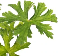 Tuin Planten Winkel -Tuin Planten Winkel 8717191512282 1 1