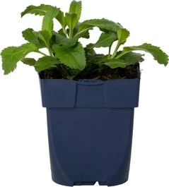 Ereprijs (Veronica Spicata 'Inspire Pink') D 11 H 25 Cm 3 Ereprijs (Veronica Spicata 'Inspire Pink') D 11 H 25 Cm