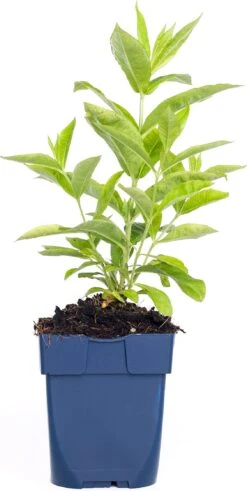 Vlambloem (Phlox Paniculata 'Sweet Summer Fantasy') D 11 H 15 Cm