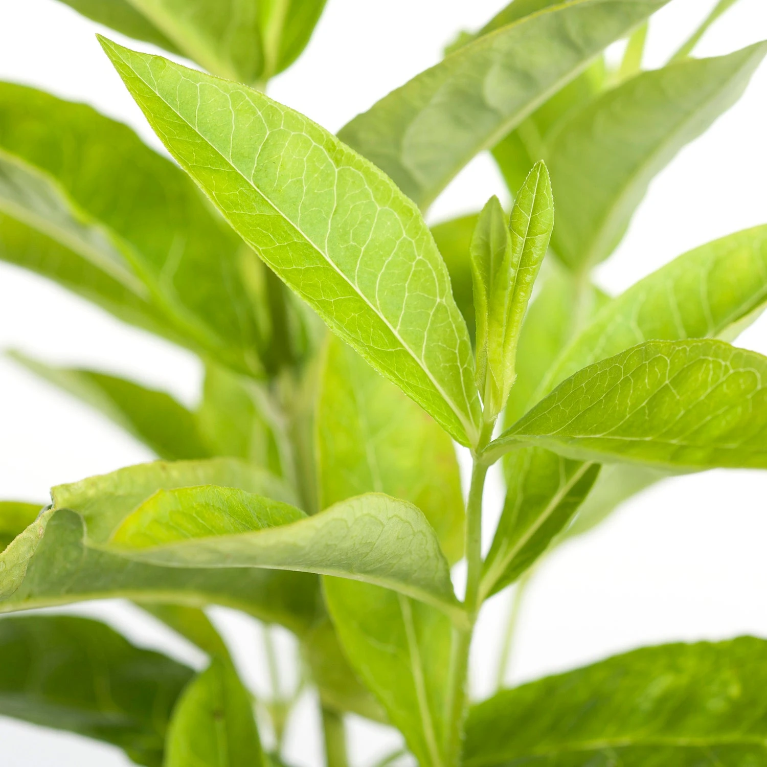 Vlambloem (Phlox Paniculata 'Sweet Summer Fantasy') D 11 H 15 Cm 4 Vlambloem (Phlox Paniculata 'Sweet Summer Fantasy') D 11 H 15 Cm - Afbeelding 2