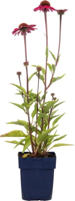 Zonnehoed (Echinacea Purpurea 'Sensation Pink') D 11 H 10 Cm