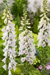 Vingerhoedskruid (Digitalis Purpurea 'Dalmatian White') D 11 H 20 Cm