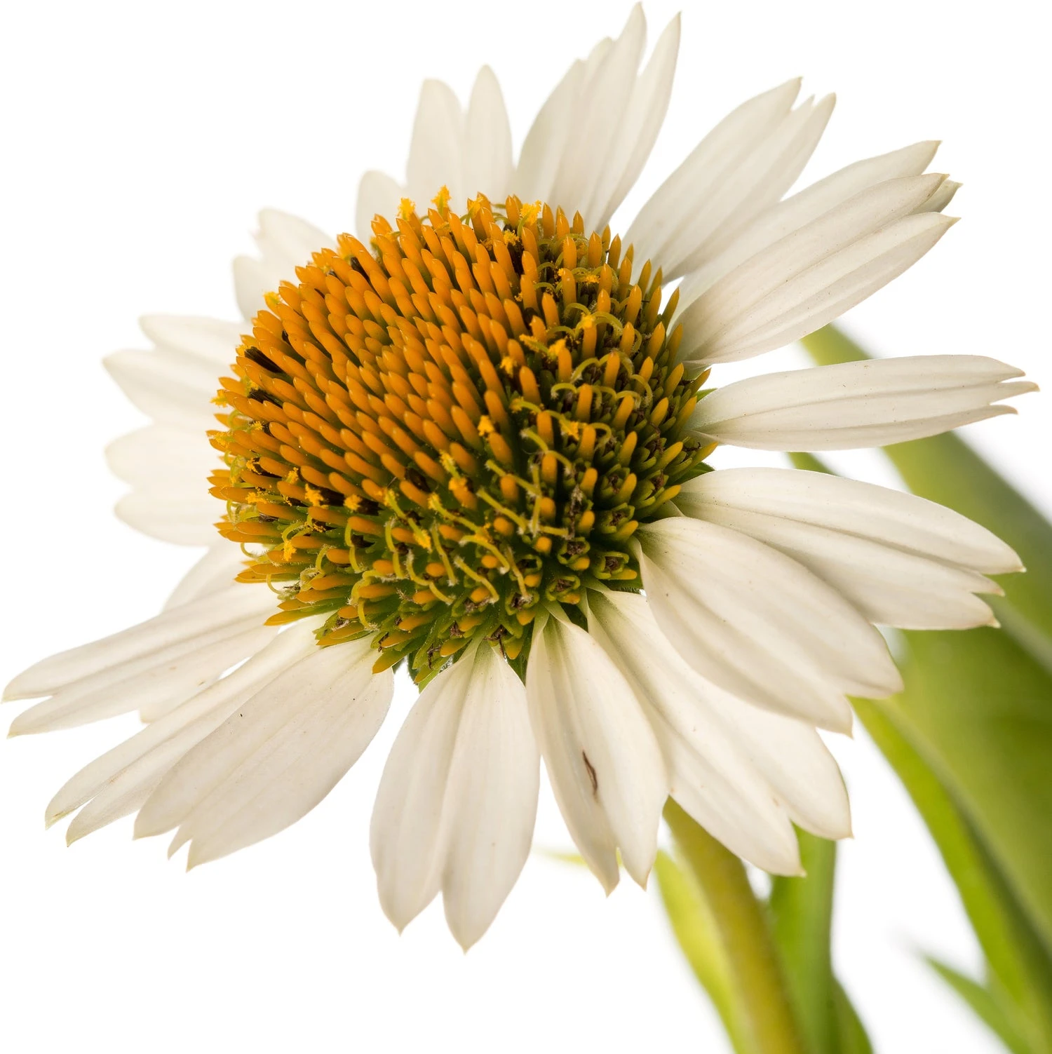 Zonnehoed (Echinacea Purpurea 'Meditation White') D 11 H 10 Cm 4 Zonnehoed (Echinacea Purpurea 'Meditation White') D 11 H 10 Cm - Afbeelding 2