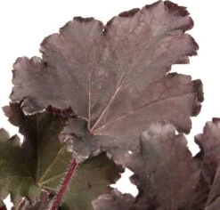 Purperklokje (Heuchera 'Black Sea') D 11 H 10 Cm 5 Purperklokje (Heuchera 'Black Sea') D 11 H 10 Cm -Tuin Planten Winkel 8717191515146 2