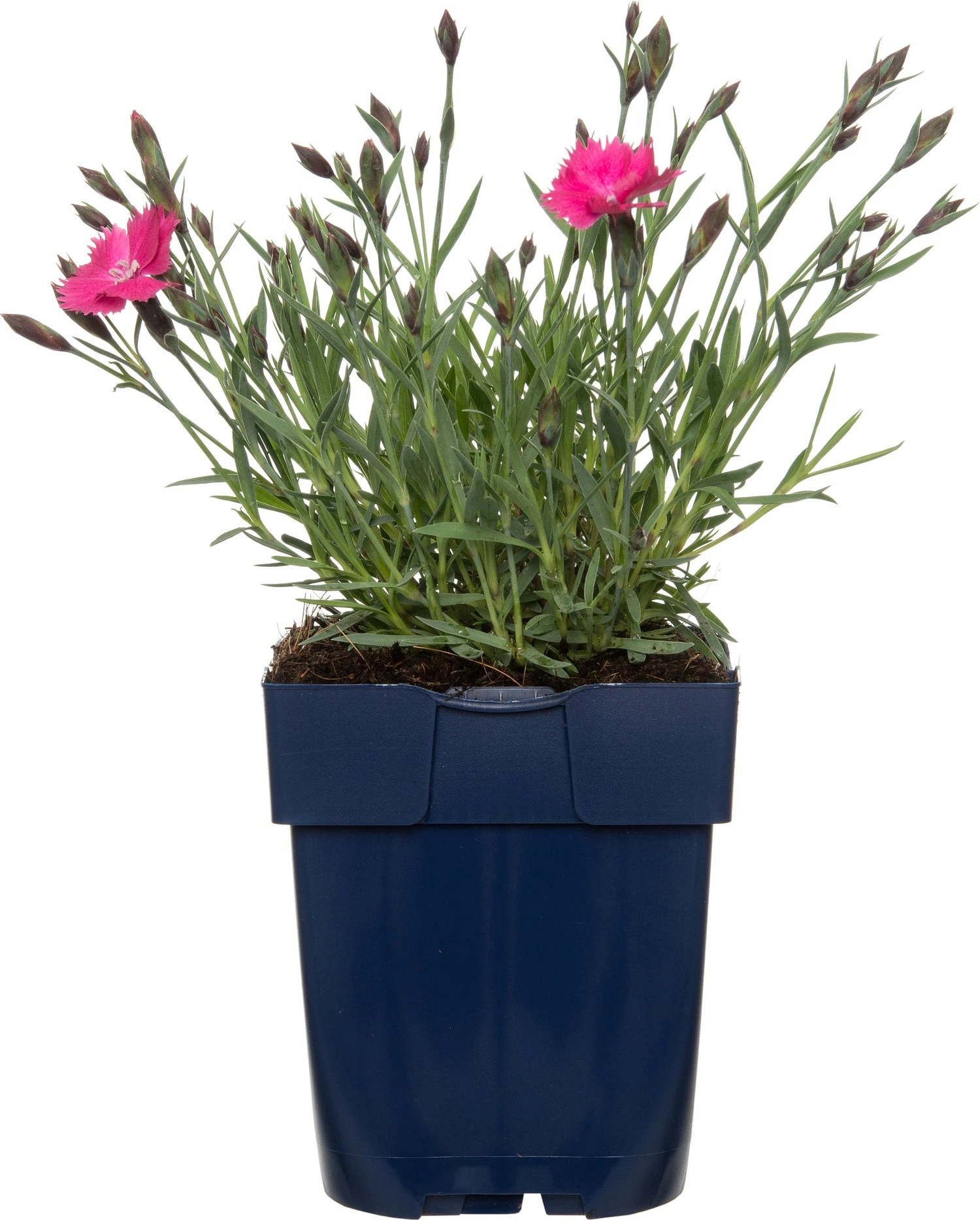 Rotsanjer (Dianthus Gratianopolitanus 'Dianturi Twinkle') D 11 H 10 Cm 3 Rotsanjer (Dianthus Gratianopolitanus 'Dianturi Twinkle') D 11 H 10 Cm